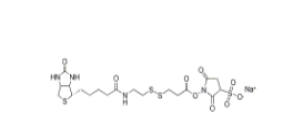 325143-98-4        Sulfo-NHS-SS-biotin，Sulfo-NHS-SS-Biotin sodium	        生物素-二硫鍵-磺酸-琥珀酰亞胺酯	