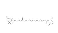 1253286-56-4，Biotin-PEG3-NHS，生物素-PEG3-NHS酯