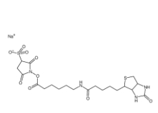 127062-22-0          6-(生物素酰胺)己酸磺酸基琥珀酰亞胺酯鈉鹽	        Sulfo-NHS-LC-Biotin	