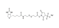 325143-98-4,Sulfo-NHS-SS-Biotin,水溶活性酯雙硫鍵生物素交聯(lián)劑