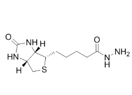 66640-86-6；Biotin hydrazide；生物素酰肼