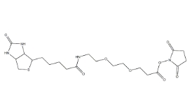 596820-83-6，Biotin-PEG2-NHS ester，9-(生物素氨基)-4,7-二氧雜壬酸N-琥珀酰亞胺酯