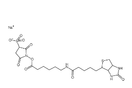 127062-22-0，Sulfo NHS LC Biotin，生物素酰氨基己酸-3-磺酸基-N-羥基琥珀酰亞胺酯	