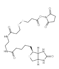 142439-92-7；Biotin-bisamido-SS-NHS ester；3-[3-[2-(生物素酰胺)乙基]氨基-3-氧代丙基]二硫基]丙酸琥珀酰亞胺酯	