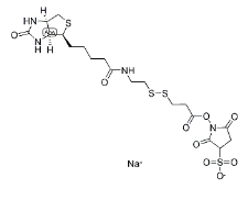 122266-55-1；2-[生物素氨基]乙基-1,3-二硫基丙酸磺基琥珀酰亞胺酯；BIOTIN-X-NHS, WATER-SOLUBLE, CLEAVABLE	