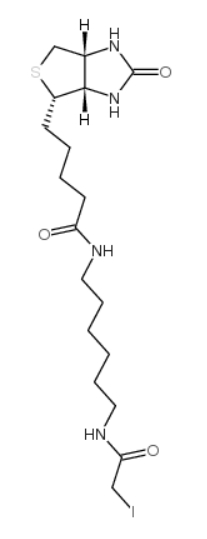 CAS No. : 93285-75-7，Iodoacetyl-LC-biotin ， 一種生物素化的親電子探針