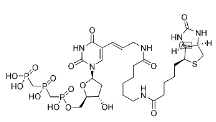 [CAS 1221498-88-9]，Biotin-11-dUTP 