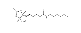 生物素5-溴戊酰胺、1217605-72-5、BIOTIN 5-BROMOPENTYLAMIDE