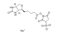 Biotin 3-sulfo-N-hydroxysuccinimide ester sodium salt、119616-38-5、生物素 3-磺酸基-N-羥基琥珀酰亞胺鈉鹽