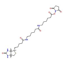 (+)-Biotin-LC-LC-NHS Ester；89889-52-1；生物素-LC-LC-琥珀酰亞胺酯