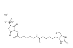 Sulfo-NHS-LC-Biotin	127062-22-0	      水溶生物素活性酯交聯(lián)劑，6-(生物素酰胺)己酸磺酸基琥珀酰亞胺酯鈉鹽