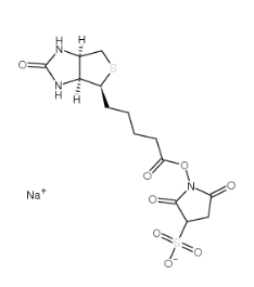 蛋白標記用 Biotin Sulfo-Osu	    119616-38-5	            生物素 3-磺酸基-N-羥基琥珀酰亞胺鈉鹽