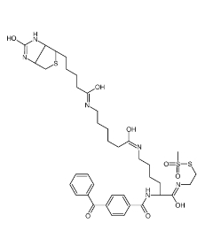 甲基硫代磺酸2-[Nα-苯甲?；郊柞０被?N6-（6-生物素氨基己酰基）-L-賴氨酰胺基]乙基；910036-44-1 