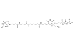 Biotin-16-dUTP，86303-26-6