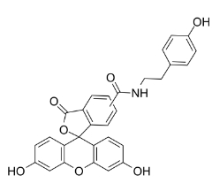 210236-90-1，F(xiàn)luorescein Tyramide，F(xiàn)ITC-Tyramide，熒光素酪胺